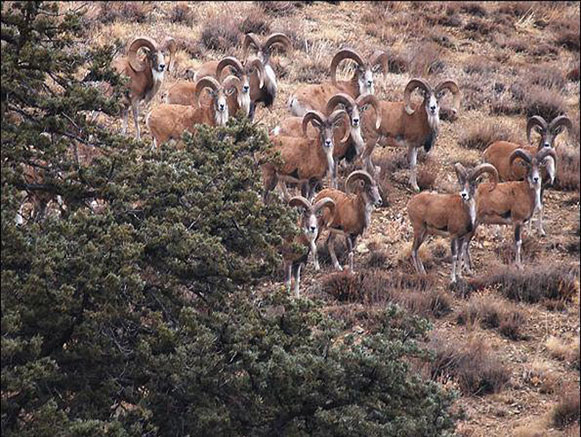 Golestan National Park