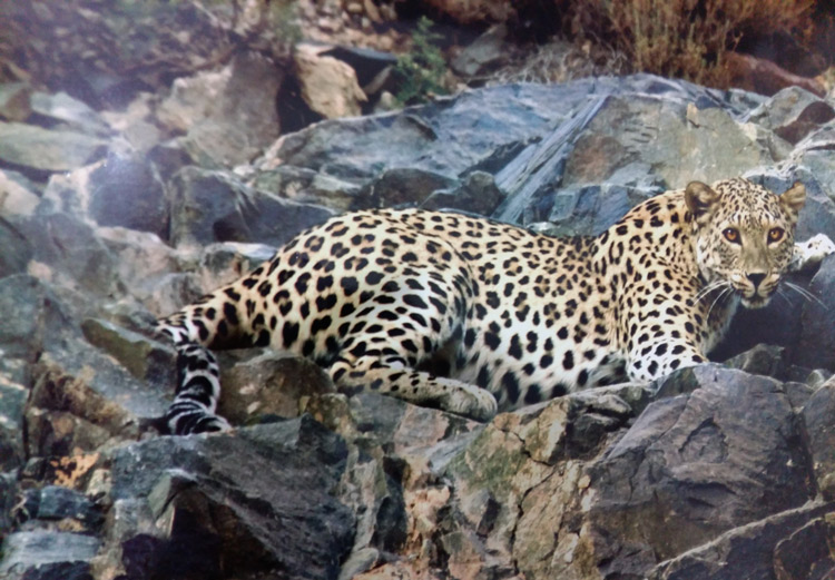 Golestan National Park