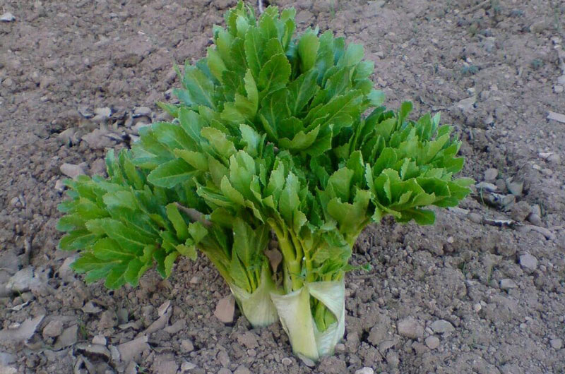 Sar Aqa Seyyed Village