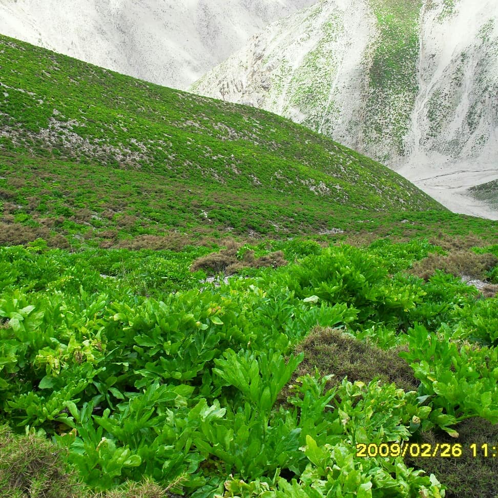 Sar Aqa Seyyed Village