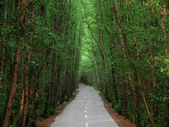 Gisum Forest Park