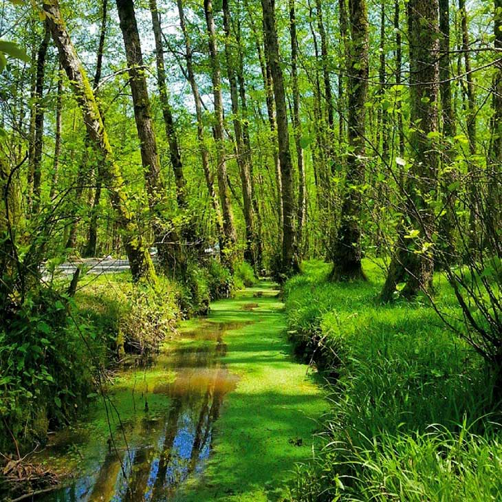 Gisum Forest Park