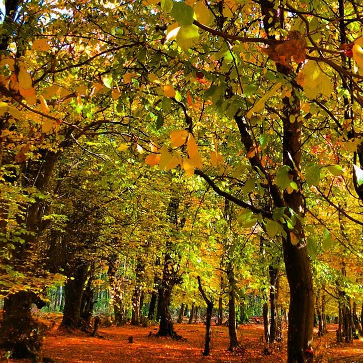 Gisum Forest Park