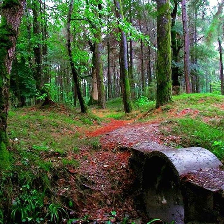 Gisum Forest Park