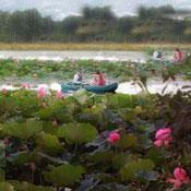 Anzali Lagoon