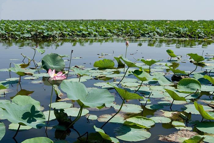 Anzali Lagoon