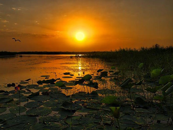 Anzali Lagoon