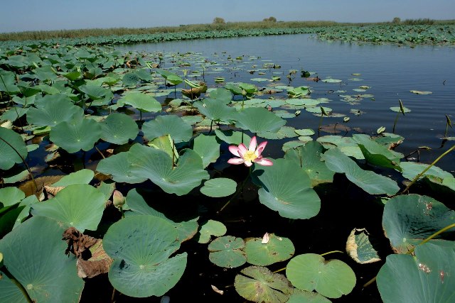 Anzali Lagoon