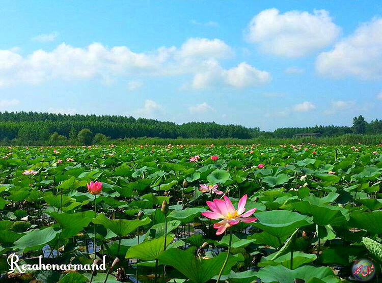 Anzali Lagoon