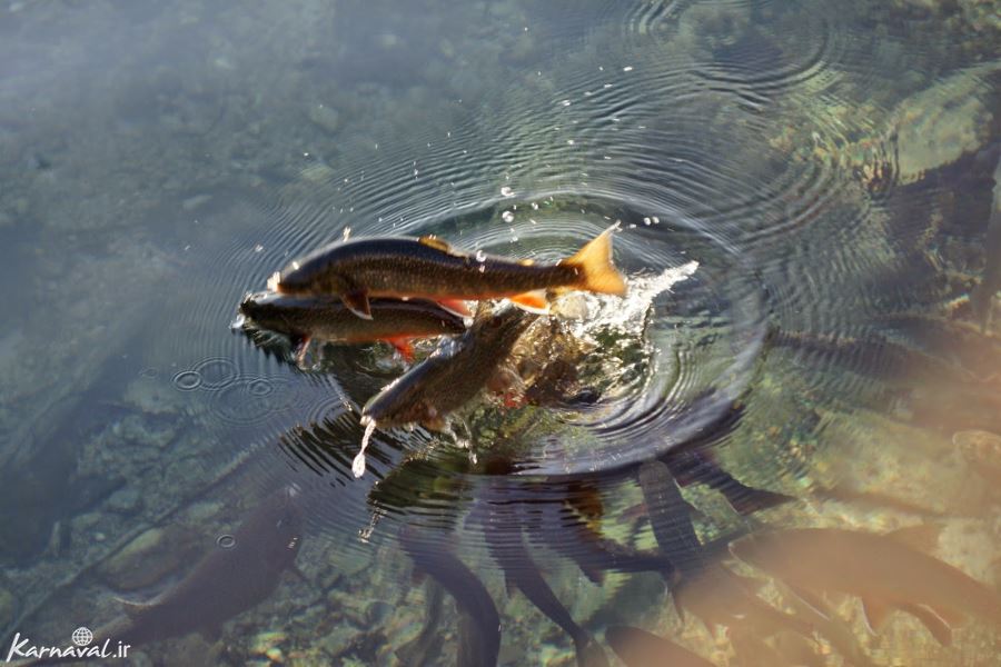 Anzali Lagoon