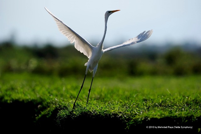 Anzali Lagoon