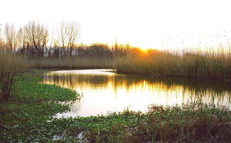 Anzali Lagoon