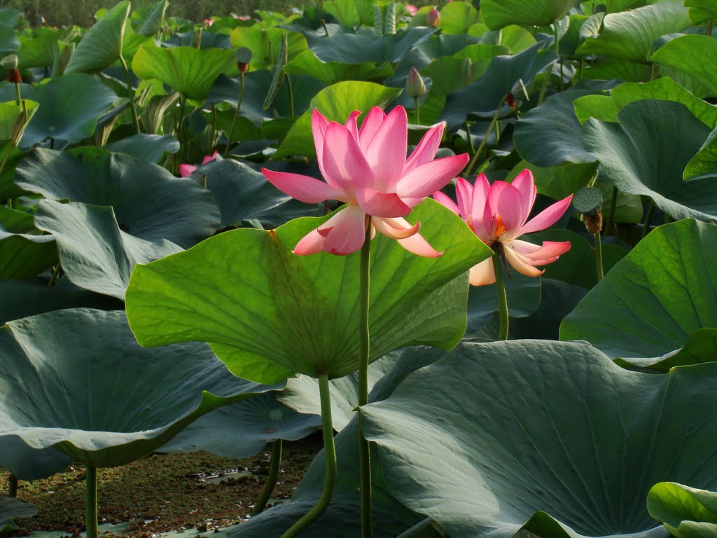 Anzali Lagoon