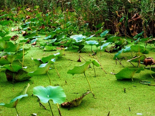 Anzali Lagoon