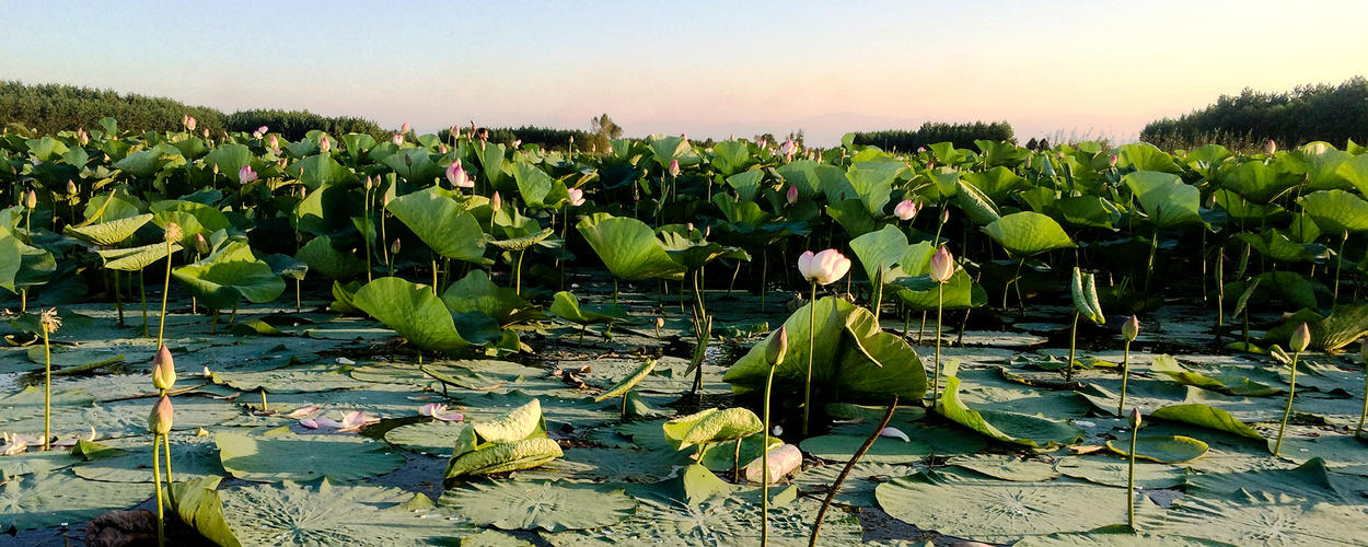 Anzali Lagoon