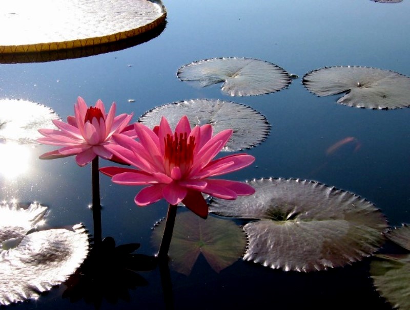 Anzali Lagoon