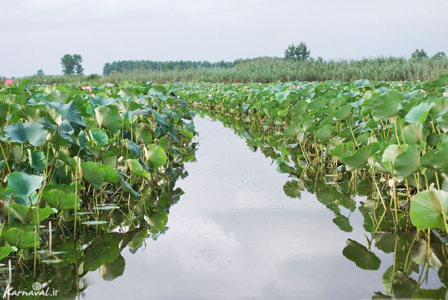 Anzali Lagoon