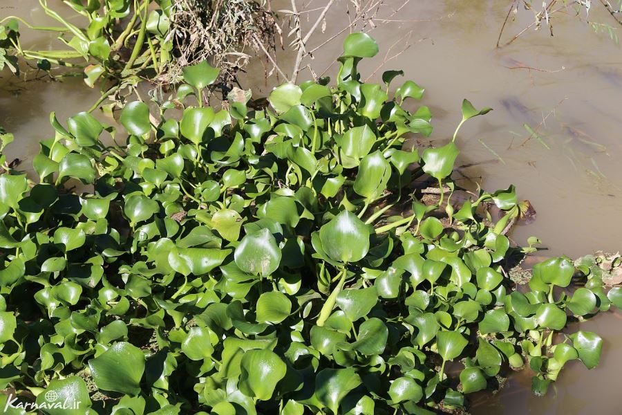 Anzali Lagoon