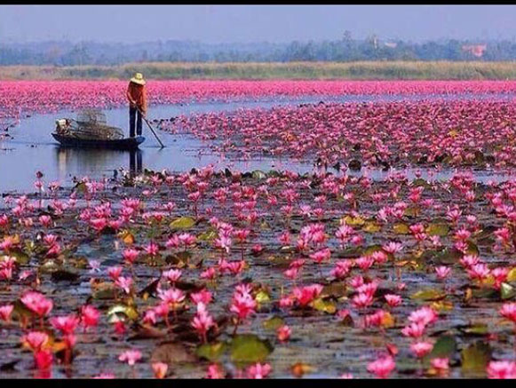 Anzali Lagoon