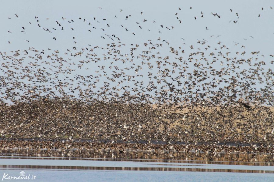 Anzali Lagoon