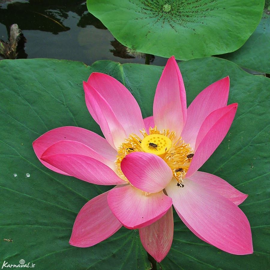 Anzali Lagoon