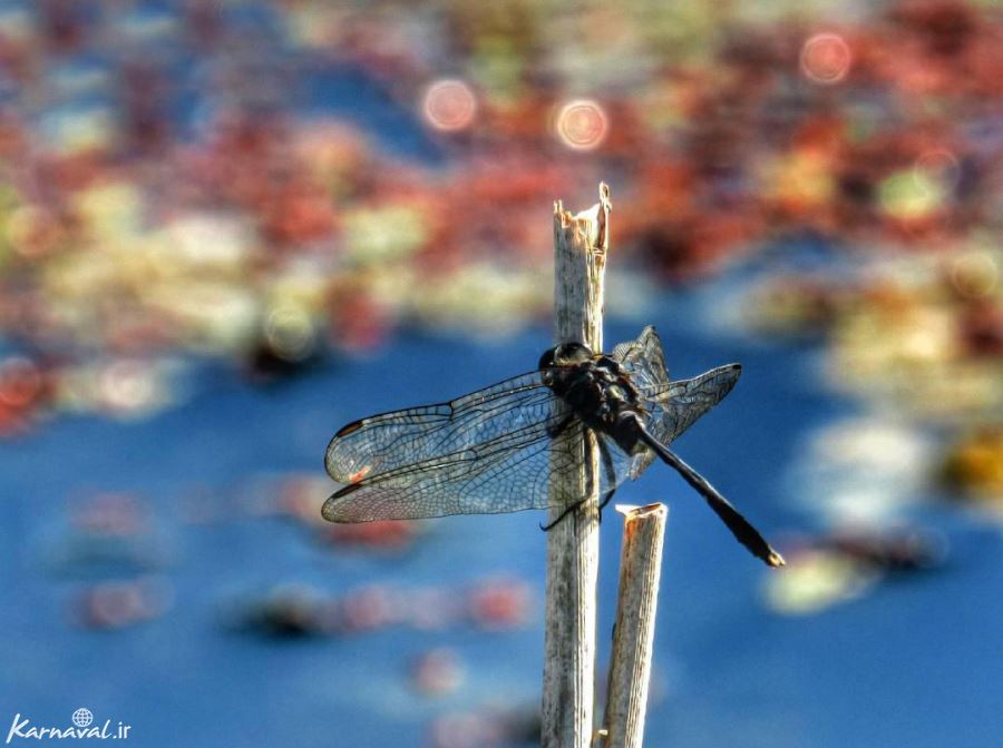 Anzali Lagoon