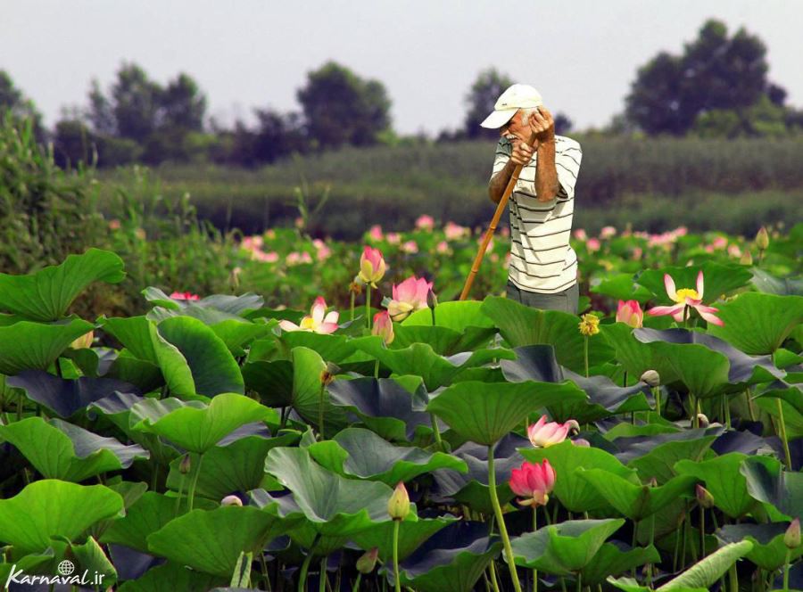 Anzali Lagoon