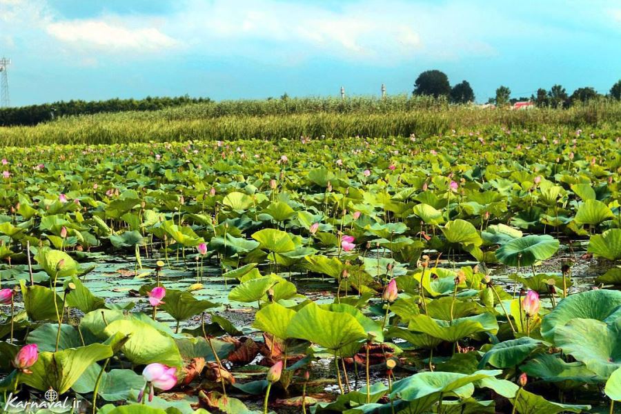 Anzali Lagoon