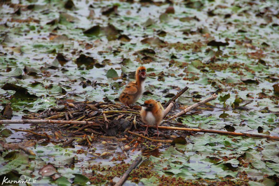 Anzali Lagoon