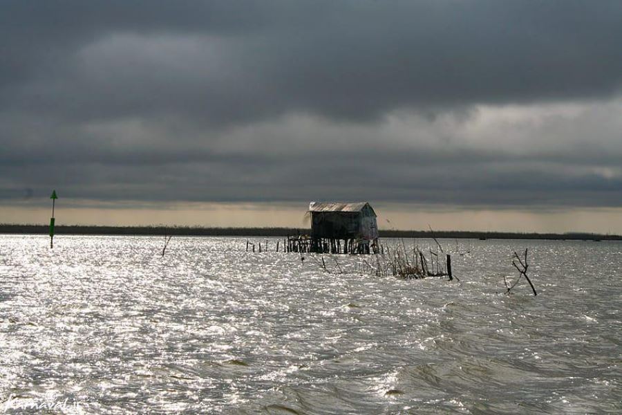 Anzali Lagoon