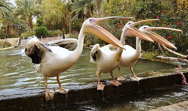 Golshan Garden, Tabas