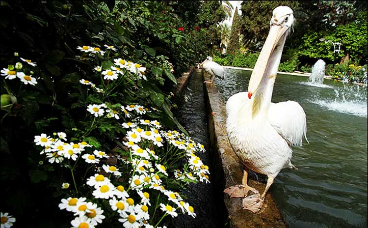 Golshan Garden, Tabas